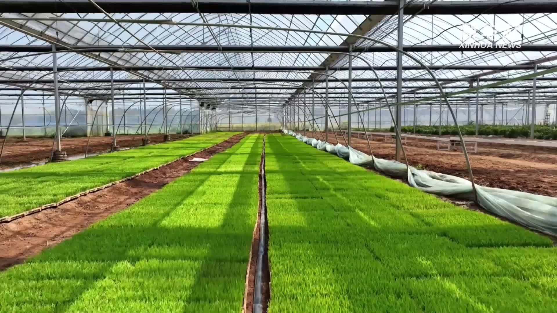 智耕潇湘 稻育新机丨云端物联秧苗壮