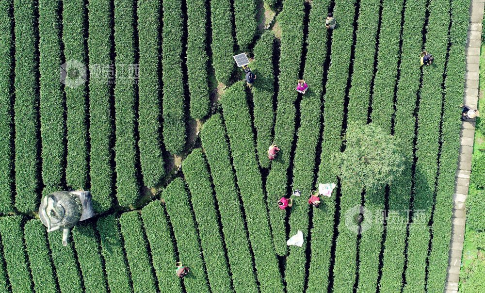 2026年3月17日，随着气温持续回升，江西省吉安市遂川县万亩茶园迎来春茶采摘季。