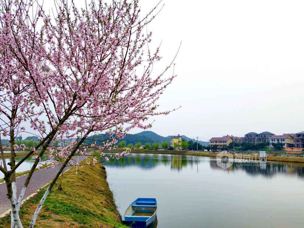 江西分宜：介溪湿地 春色宜人（图）
