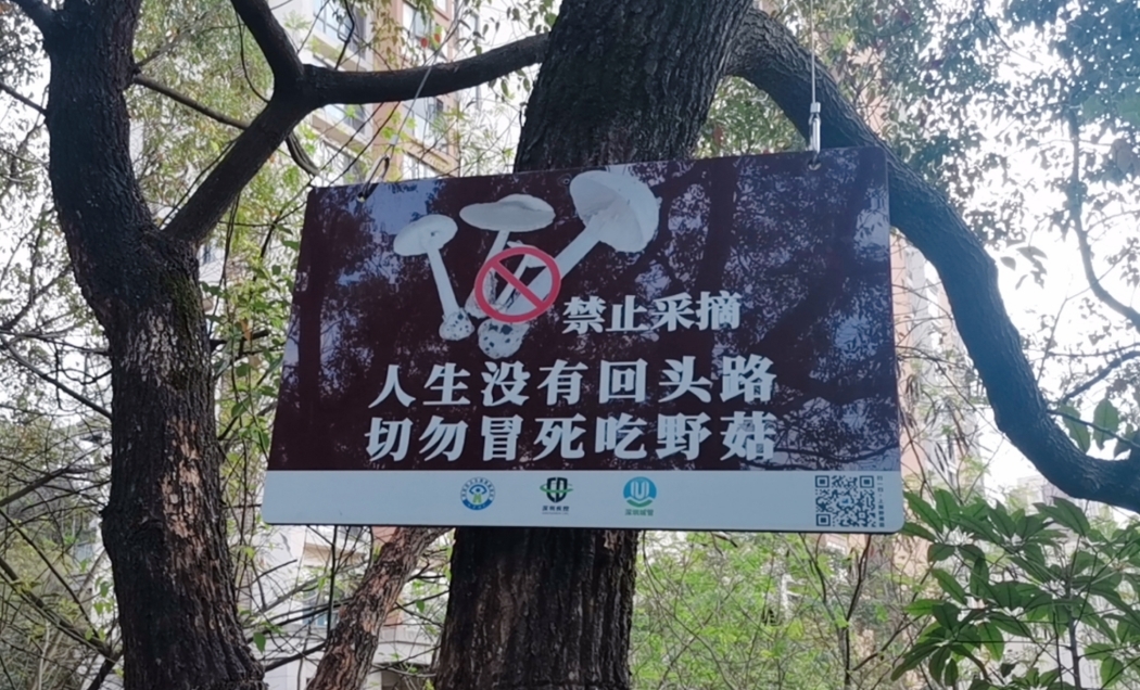 野生蘑菇不要采，深圳已报告2起自行采食中毒事件