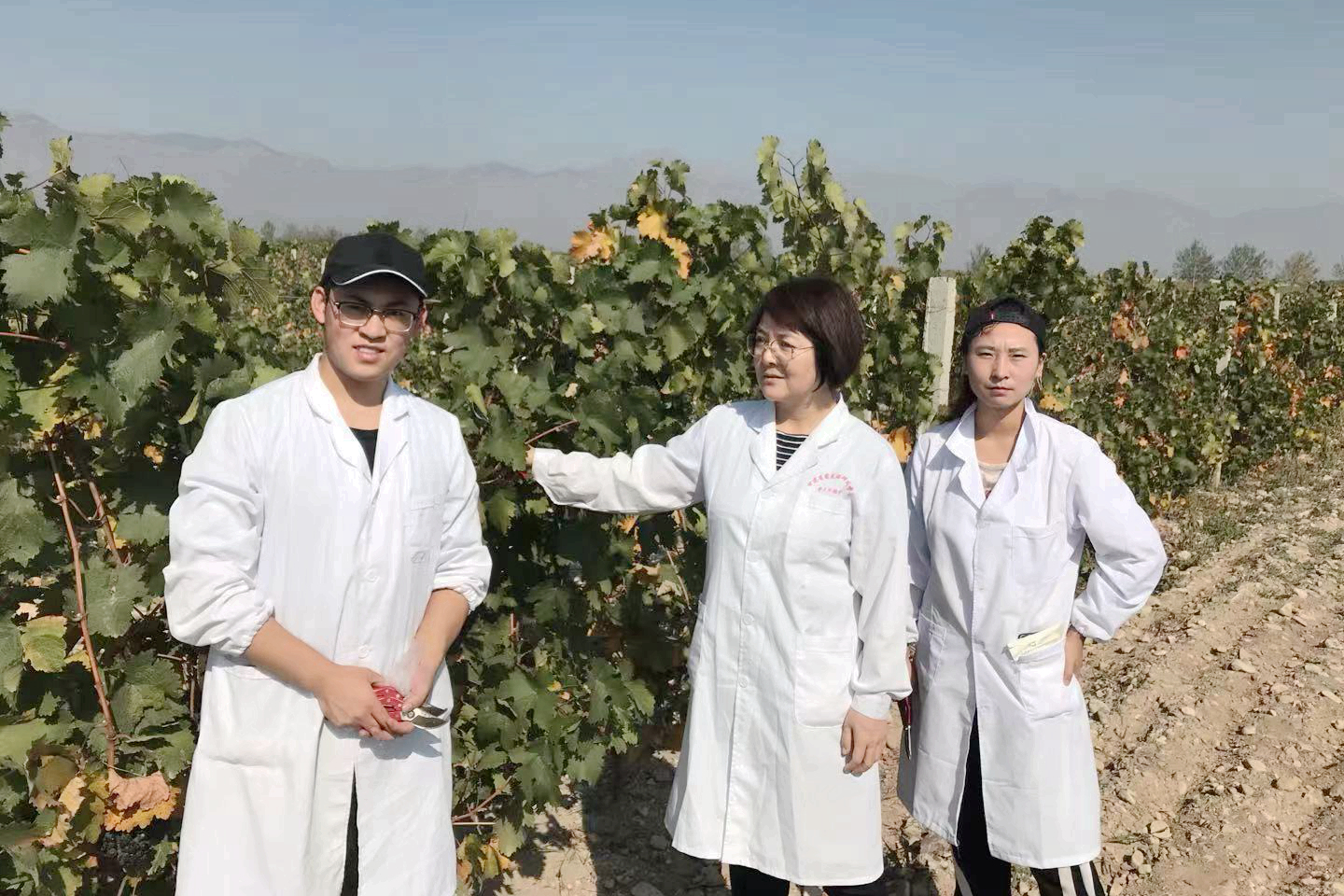 团队负责人王婧在张掖酿酒葡萄种植基地指导研究生进行葡萄采摘
