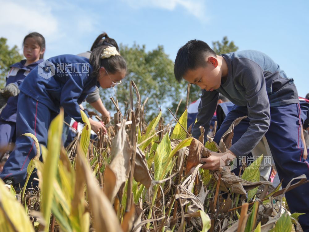 江西芦溪：中医药文化进校园（图）