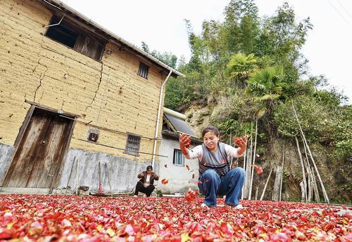 江西省德兴市：房前屋后晒“芬芳”