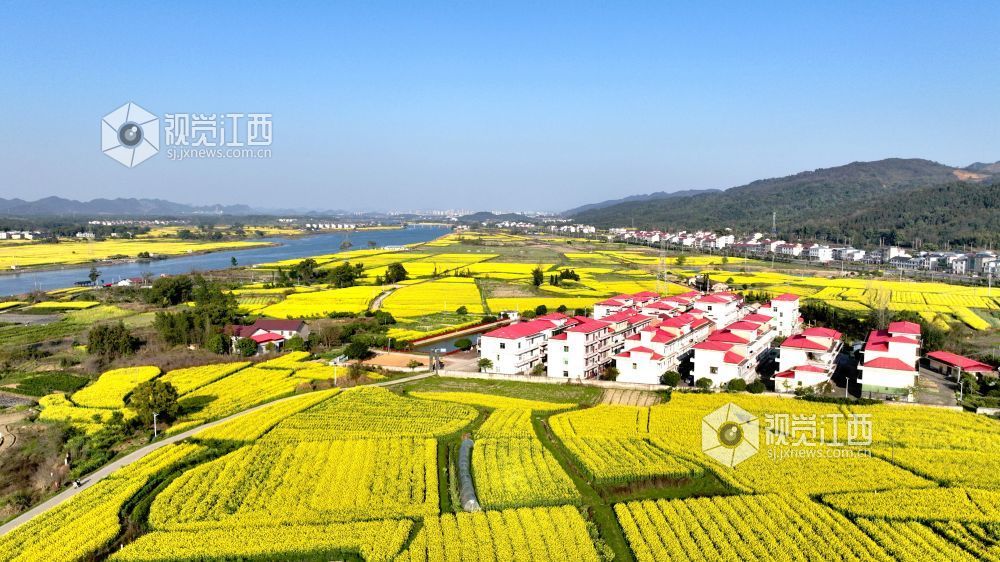 江西分宜：油菜花开 春满大地（图）