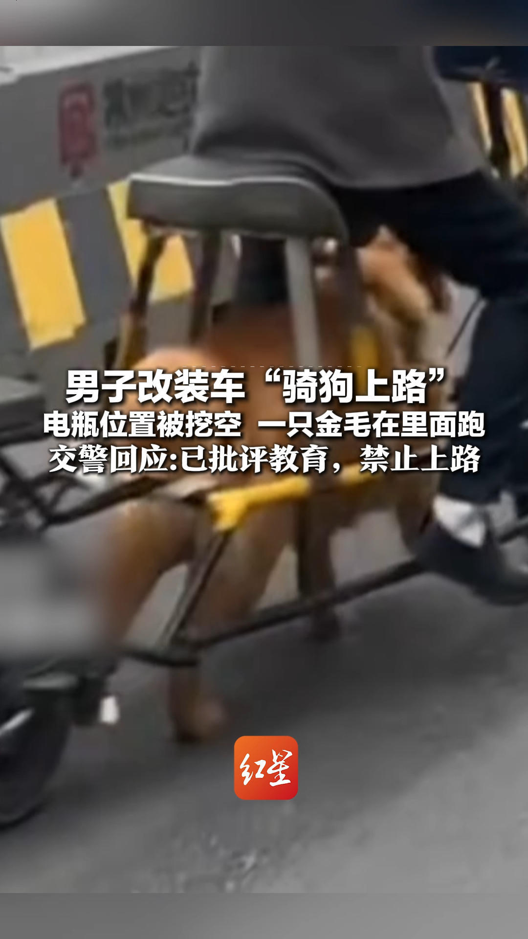 男子改装车“骑狗上路”电瓶位置被挖空 一只金毛在里面跑 网友：市区敢这么玩？交警回应称已批评教育，禁止上路