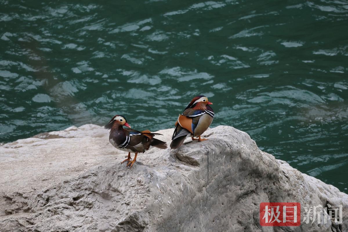 鸳鸯1.jpg