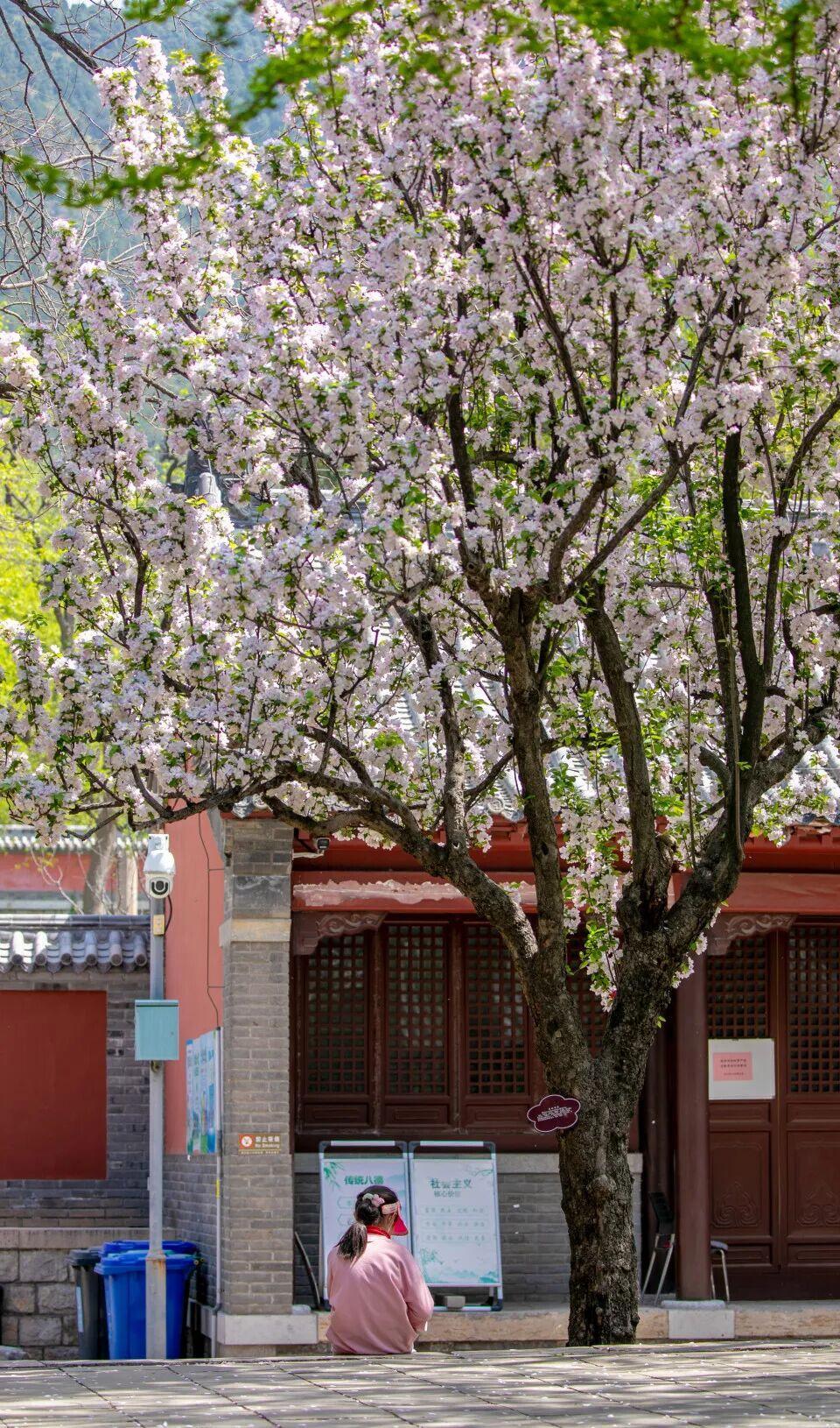 摄影:李锋 往年4月于灵岩寺