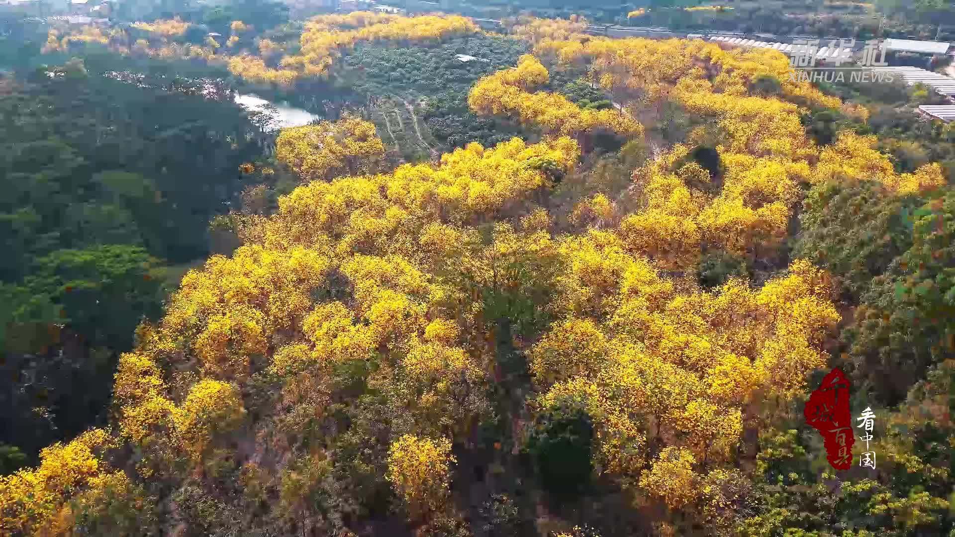 千城百县看中国·赏花季｜福建漳浦：春日来信 黄花似锦