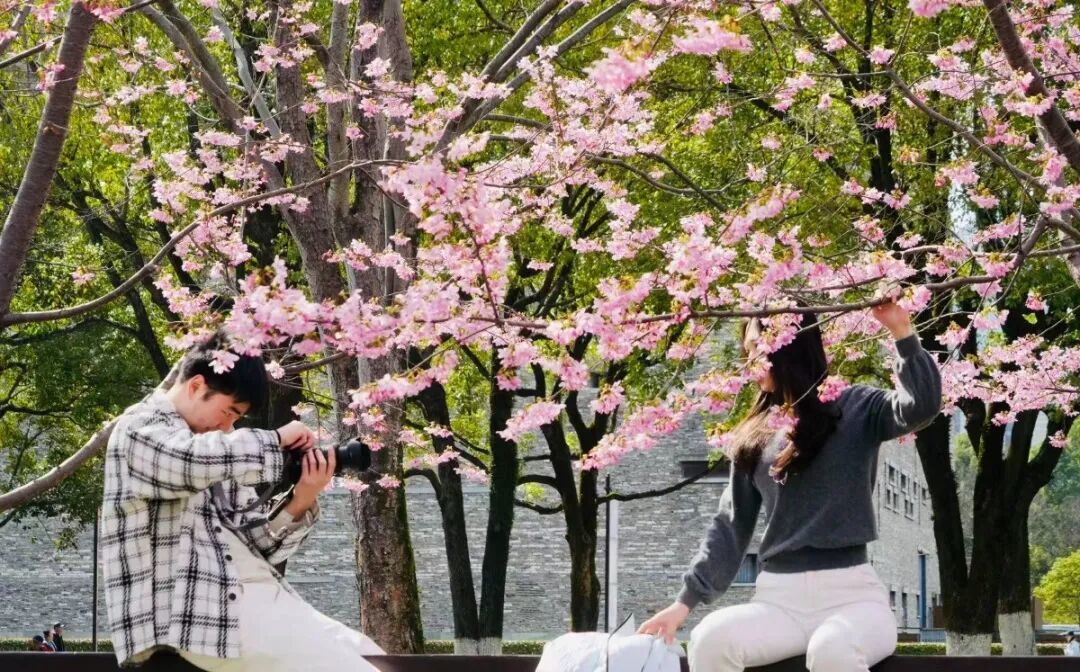 宁波的樱花美成这样了~