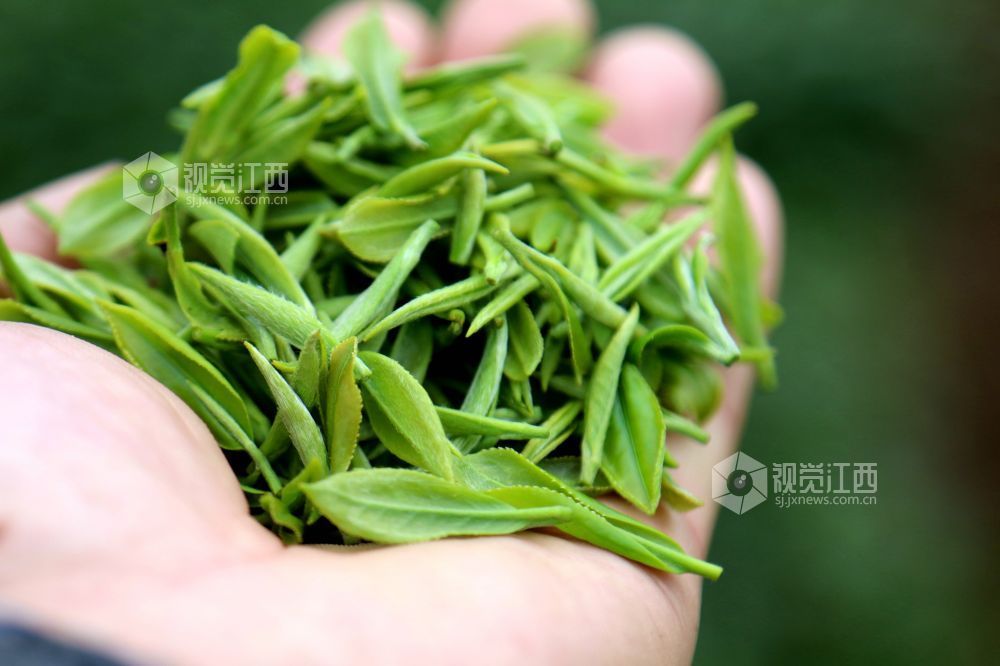 2026年3月17日，随着气温持续回升，江西省吉安市遂川县万亩茶园迎来春茶采摘季。