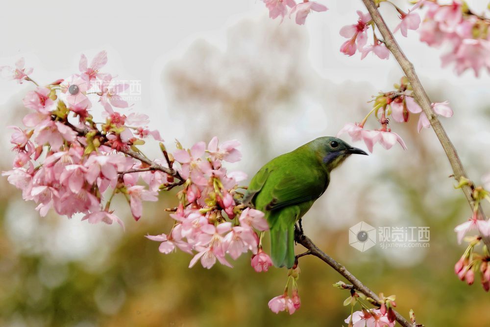 江西分宜：枝头春意浓 灵鸟花间戏（图）