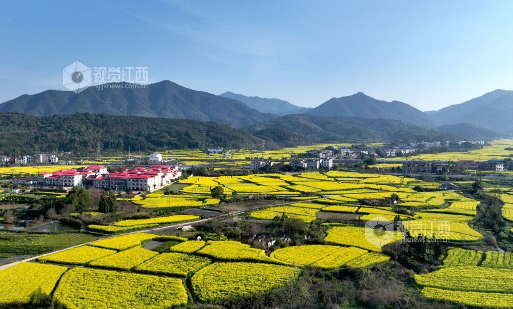 江西分宜：油菜花开 春满大地（图）