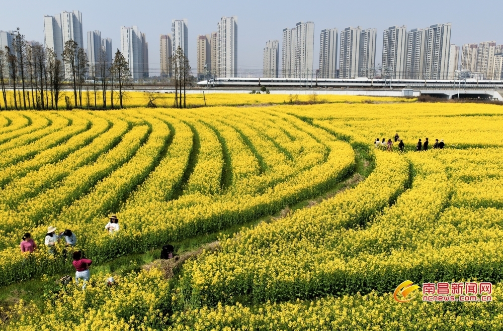 南昌东站千亩油菜花盛放（图）