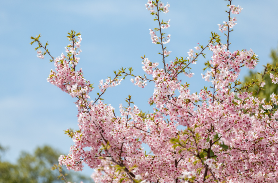 宁波的樱花美成这样了~