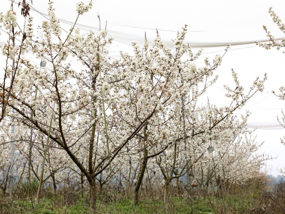 江西分宜：樱花盛开醉游人（图）