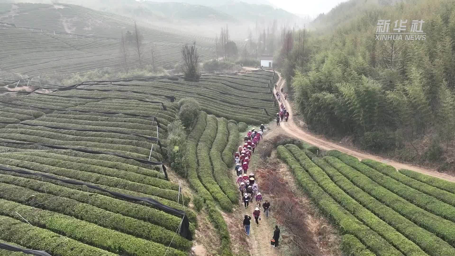 浙江湖州进入“春茶时间”