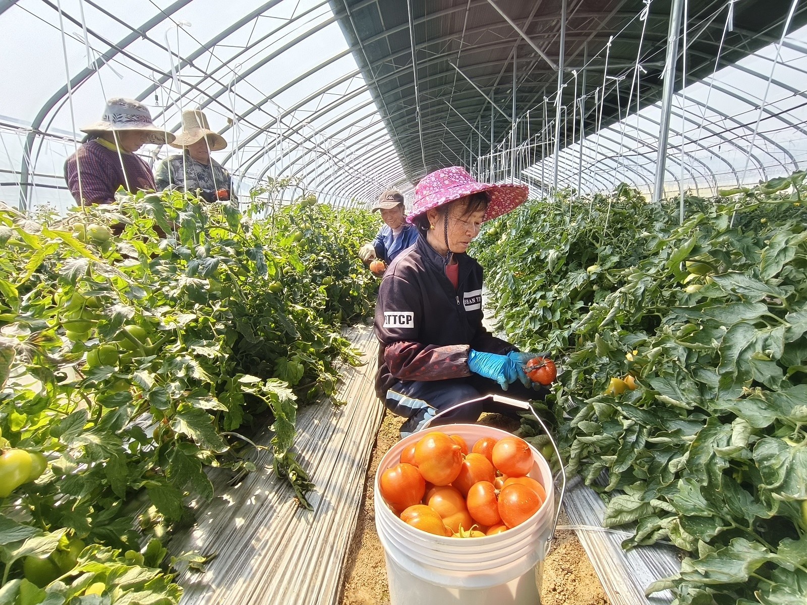 水肥一体、智能控温，宜黄西红柿“闯”进杭州市场
