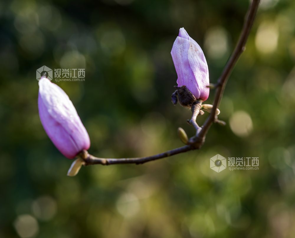 江西分宜：玉兰竞绽放 春景醉人心（图）