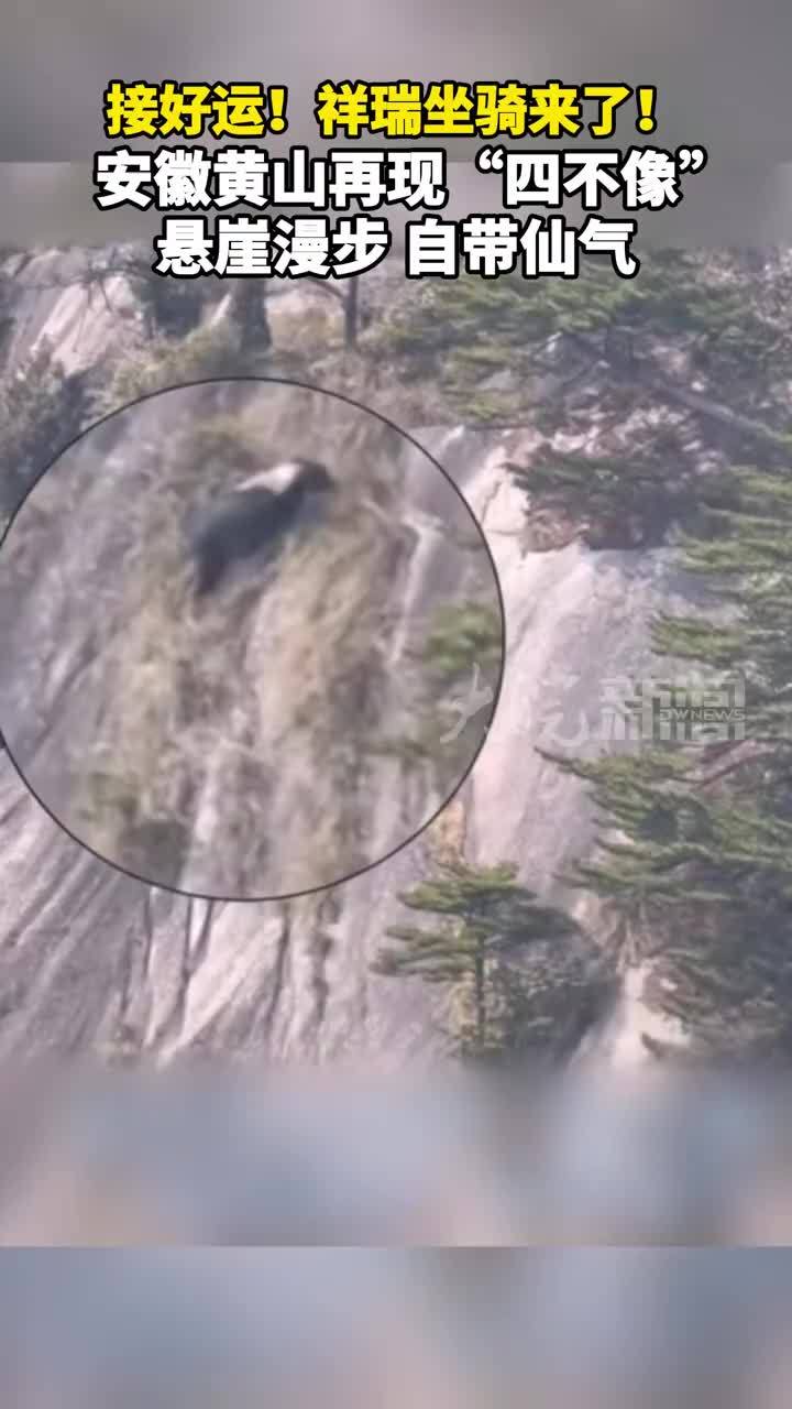 接好运！祥瑞坐骑来了！安徽黄山再现“四不像”悬崖漫步 自带仙气