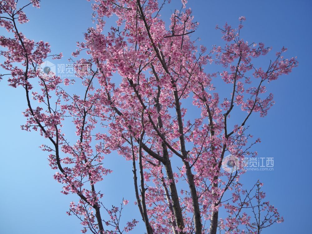 江西芦溪：樱花烂漫春光好（图）