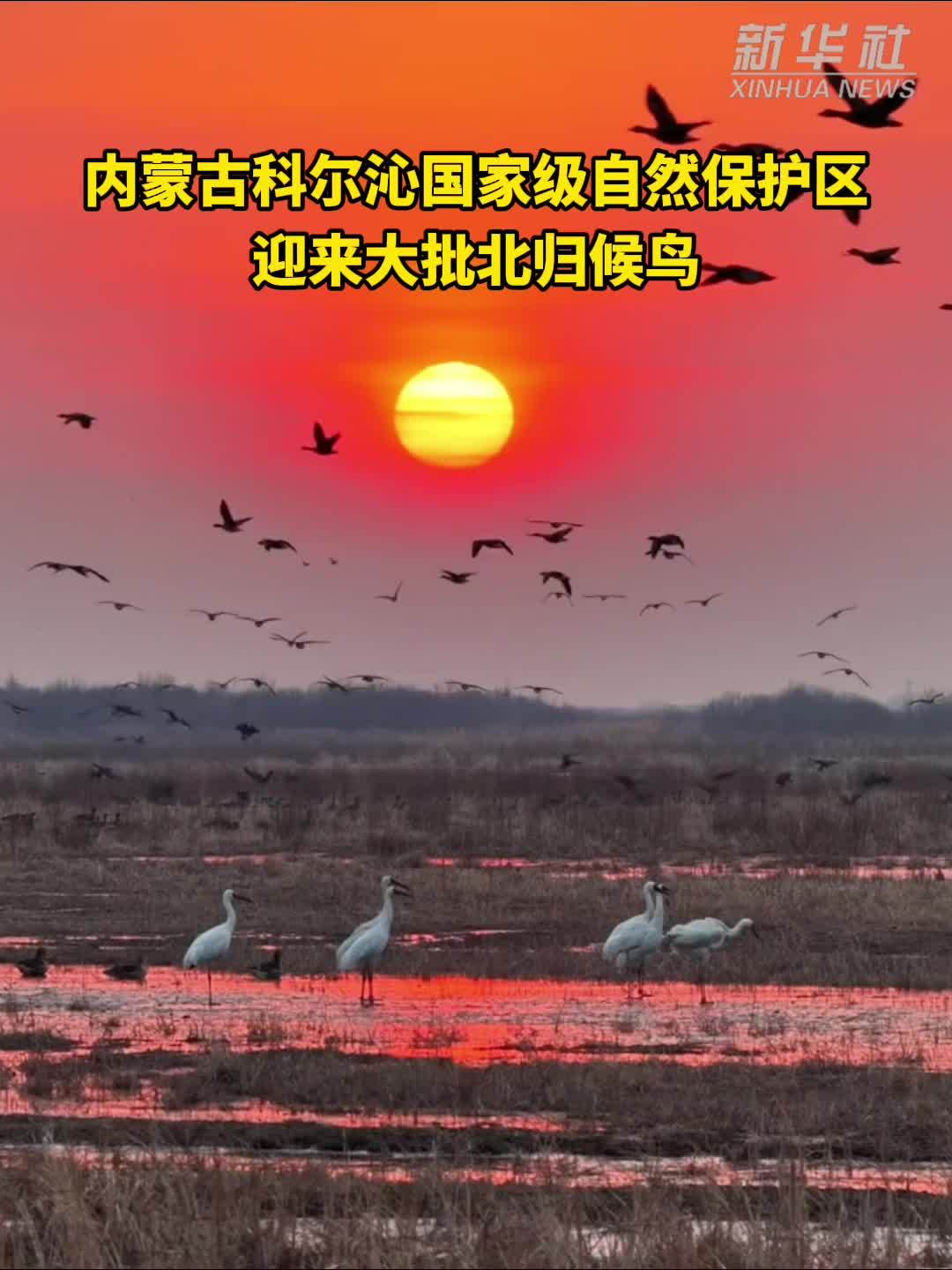 内蒙古科尔沁国家级自然保护区迎来大批北归候鸟