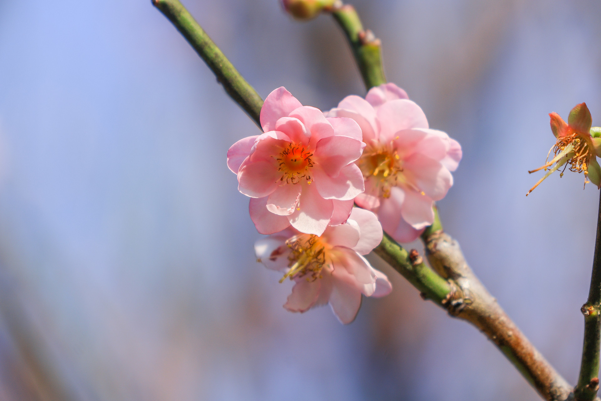 春天的脚步已经启程 这份青岛2026花海预报请收藏