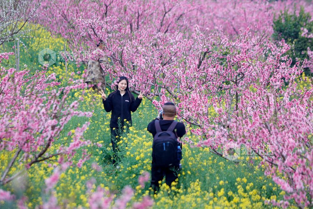 2026年3月16日，在江西省吉安市峡江县金坪民族乡新民村桃树种植基地，游客在赏花拍照。
