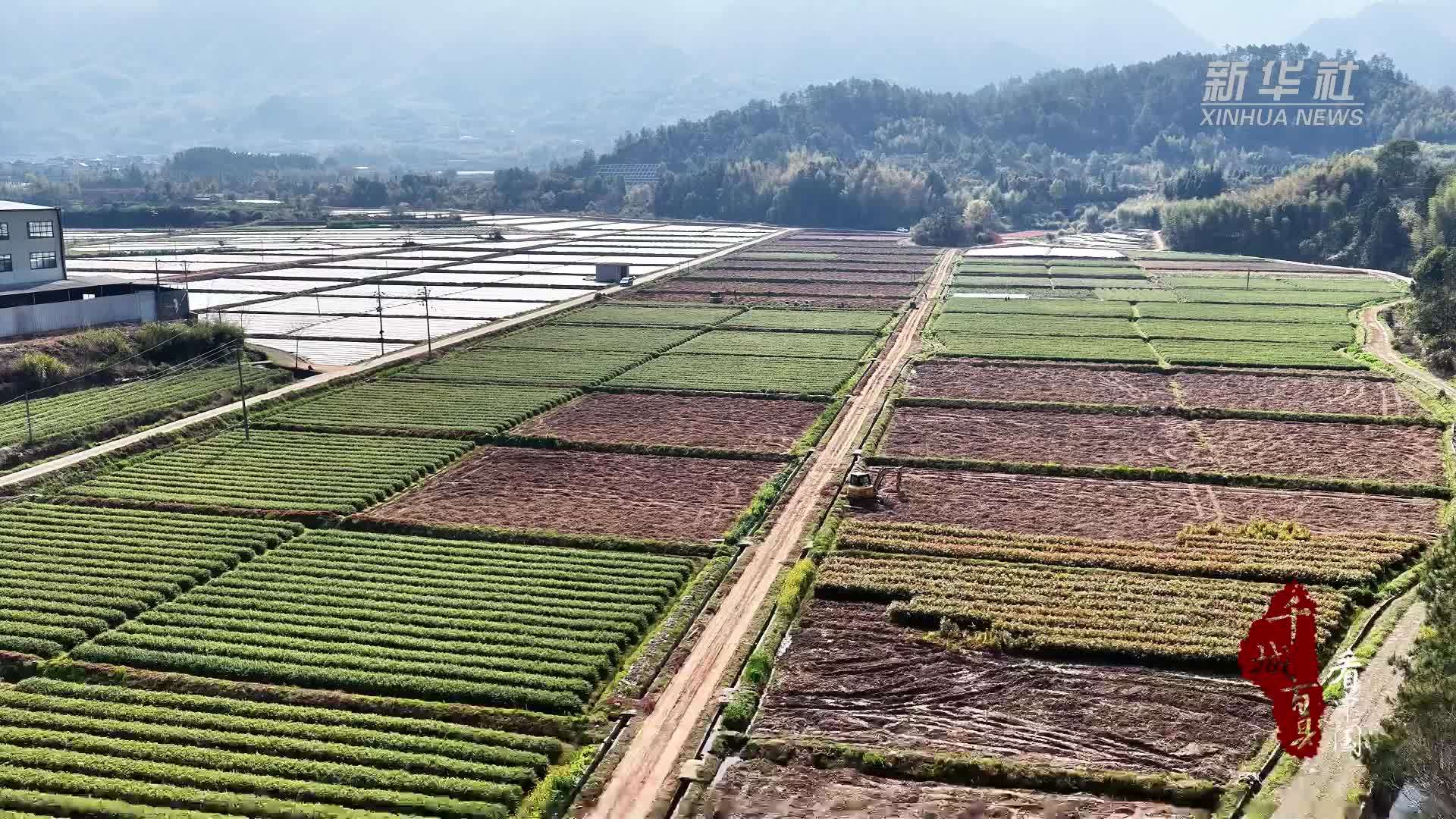 千城百县看中国丨福建松溪：“全光育苗”为闽北增绿赋能