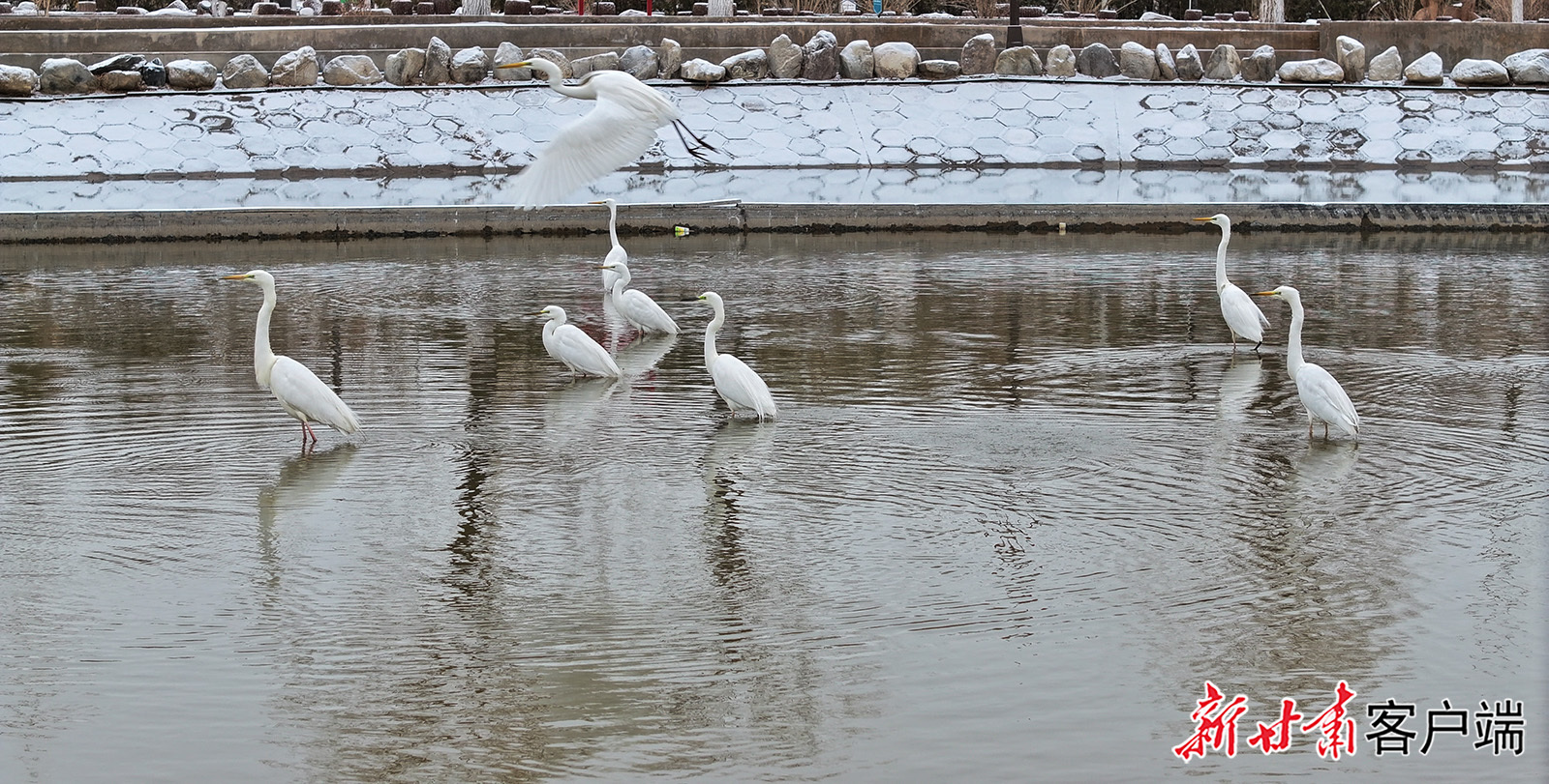 3月13日，阿克塞县迎来雨雪天气，县城空气清新、白鹭漫步水上乐园，呈现出勃勃生机。新甘肃&middot;甘肃日报通讯员　高宏善