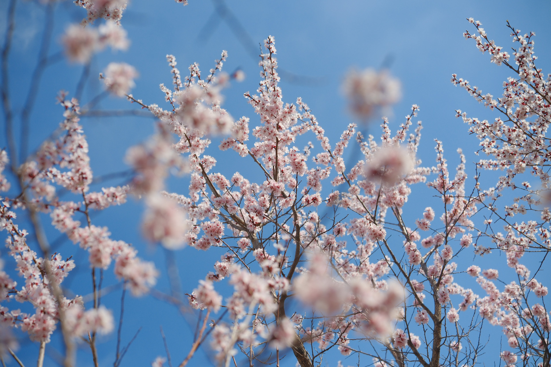 春天的脚步已经启程 这份青岛2026花海预报请收藏