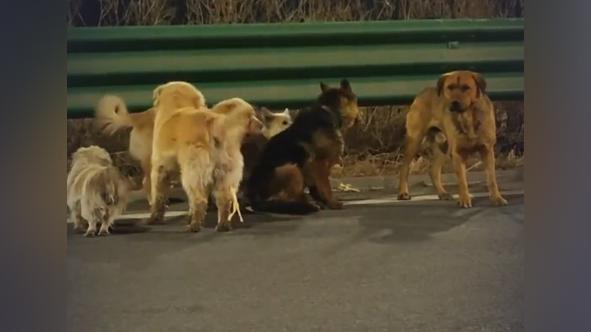 疑似被偷的7只小狗结伴逃亡，不离不弃跋涉17公里成功返家，小狗：不要低估我们回家的决心