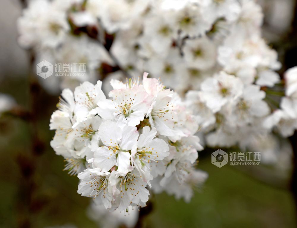 江西分宜：樱花盛开醉游人（图）