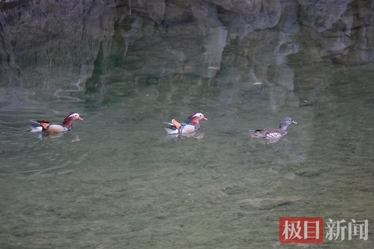 鸳鸯3.jpg