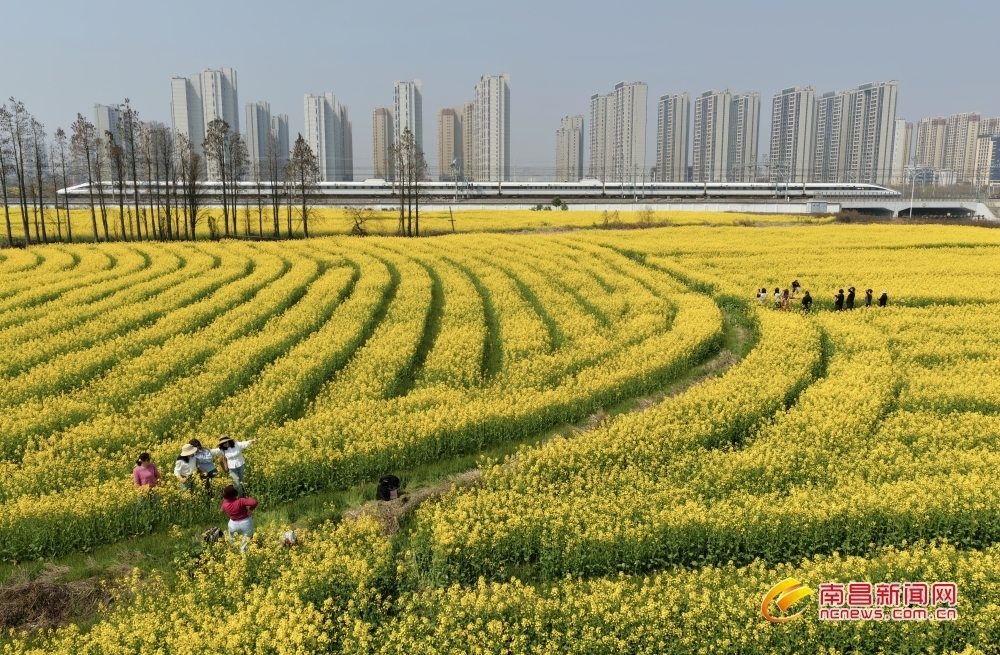 南昌东站千亩油菜花盛放（图）