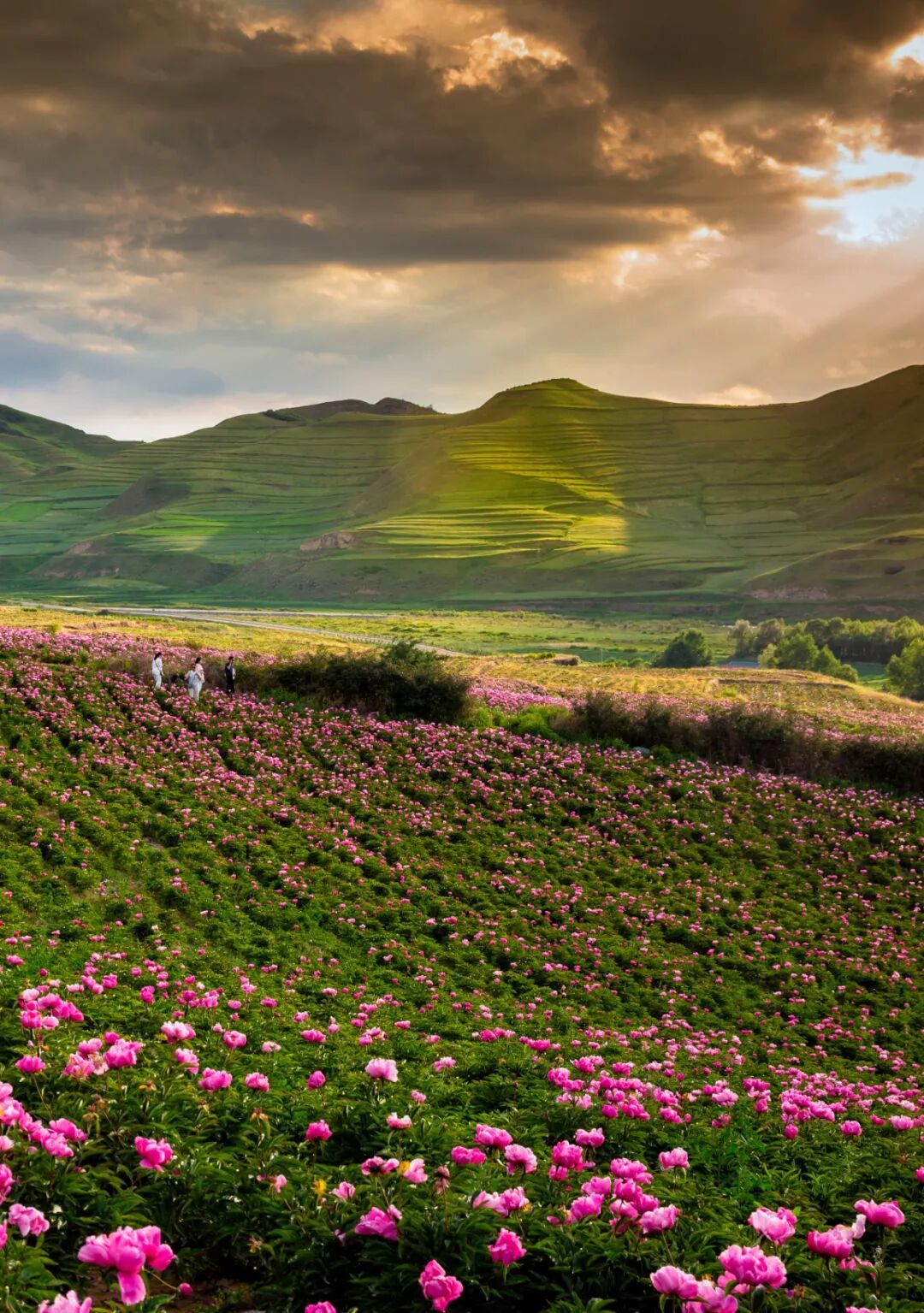 春风渡祁连 花海漫武威