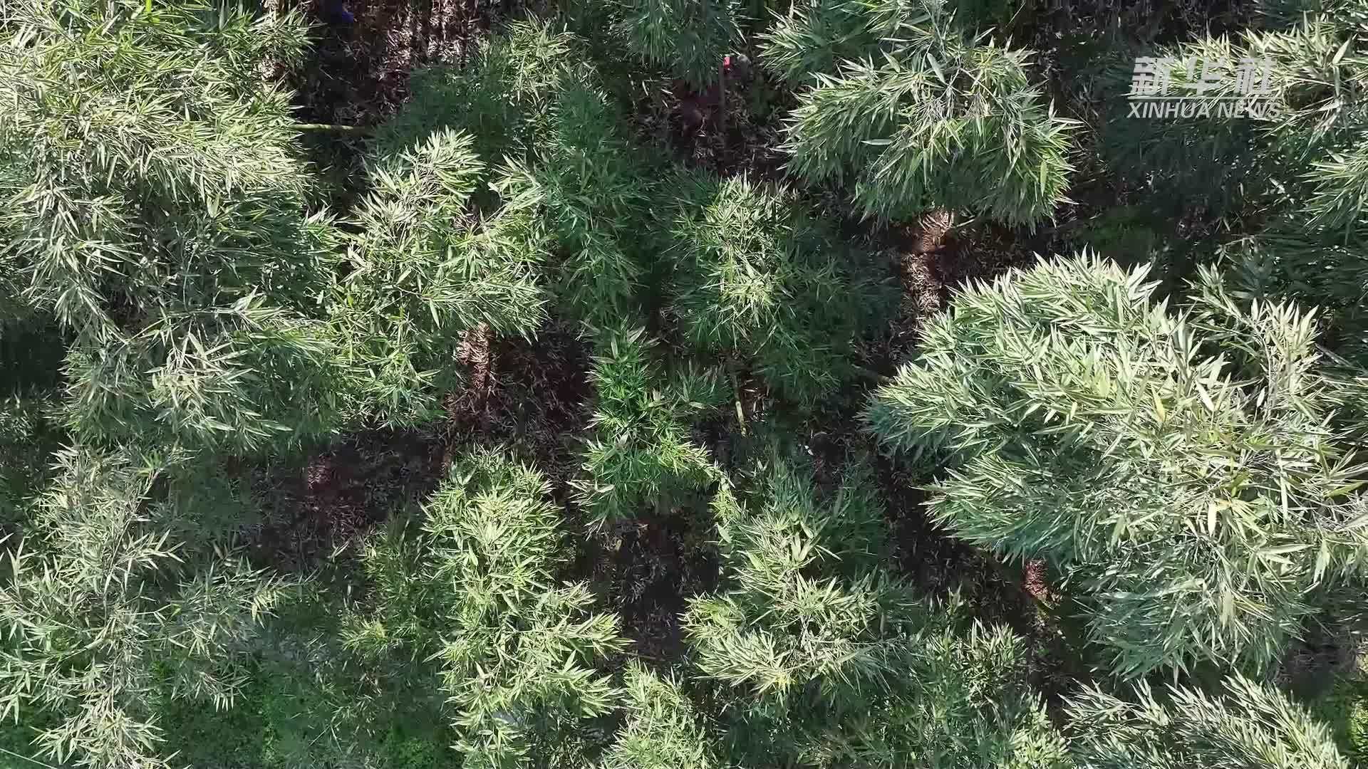 不负春光！重庆春笋破土 春茶飘香