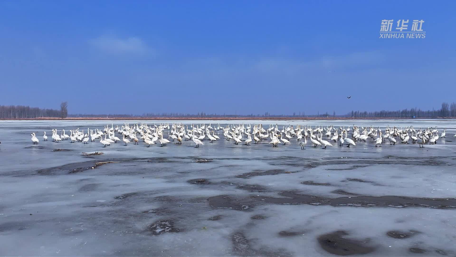 瞰中国｜内蒙古开鲁：春水解冻时 万羽如期至