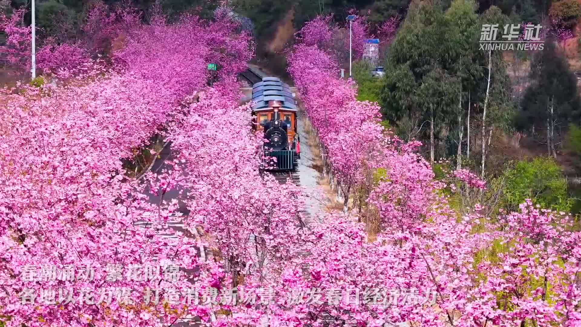春日经济一线观察｜以花为媒 绘就春日消费新图景