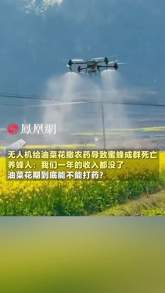 无人机给油菜花撒农药导致蜜蜂成群死亡，养蜂人：我们一年的收入都没了。油菜正值授粉的关键时期到底为啥要打药？#农民 #蜜蜂 #油菜花 #菜籽油 #社会