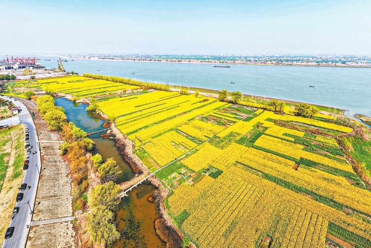 九江：花海映江 岸线添春（图）