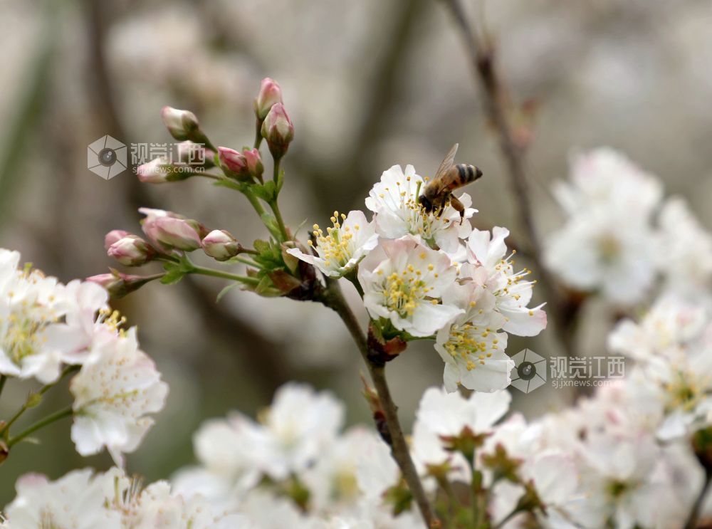 江西分宜：樱花盛开醉游人（图）