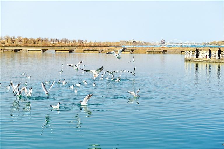 近日，渔鸥、红嘴鸥等候鸟飞临嘉峪关市南湖讨赖河公园嬉戏觅食。新甘肃&middot;甘肃日报通讯员　高深