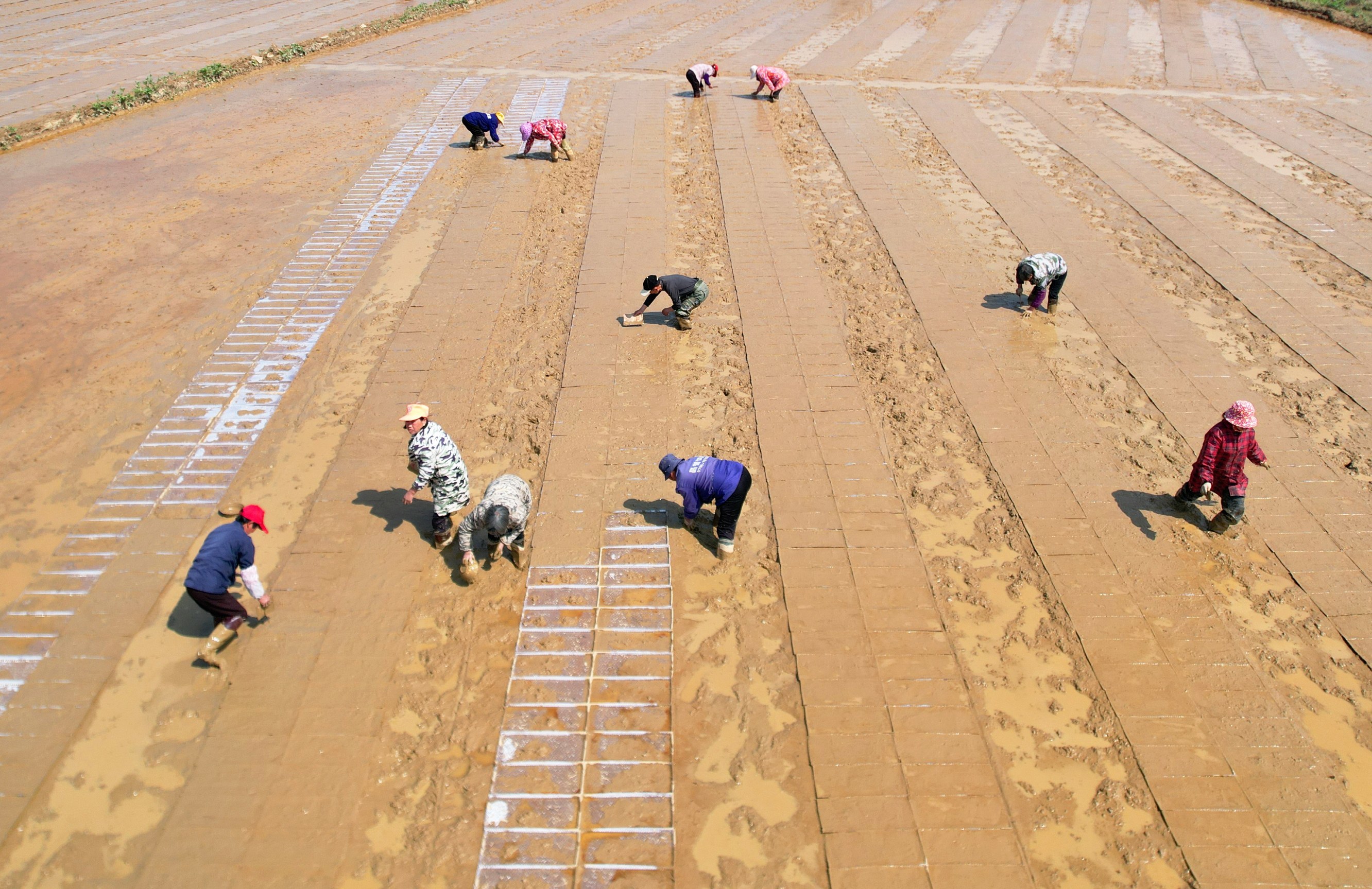 大棚育秧、良种示范、农技指导，新余各地抢抓农时忙春耕