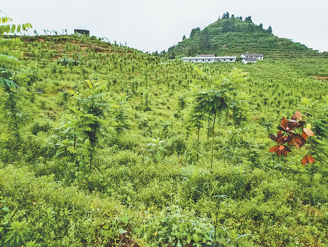南丰县军峰林场泓森槐示范基地