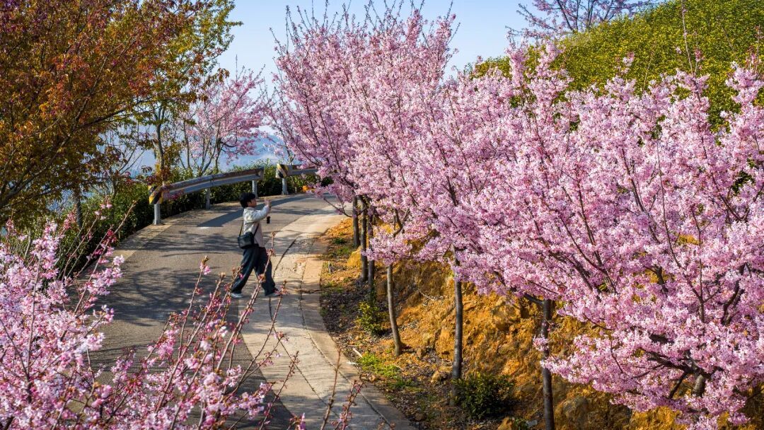 宁波的樱花美成这样了~