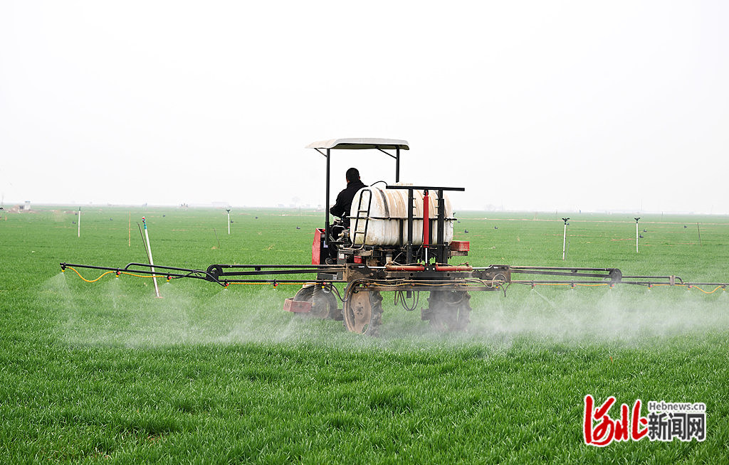 3月17日，宁晋县莹宇农业科技有限公司员工驾驶自走式打药车为麦田喷洒除草剂。