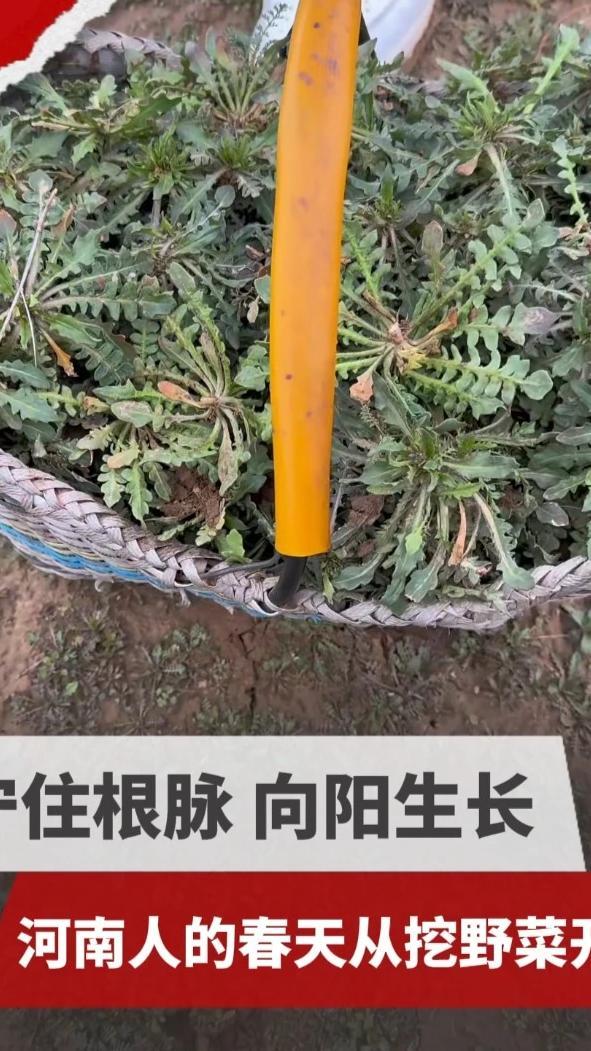 走，挖野菜去！荠菜、面条菜、白蒿……河南人用一把野菜，嚼出了春天的百种滋味。#今豫网言