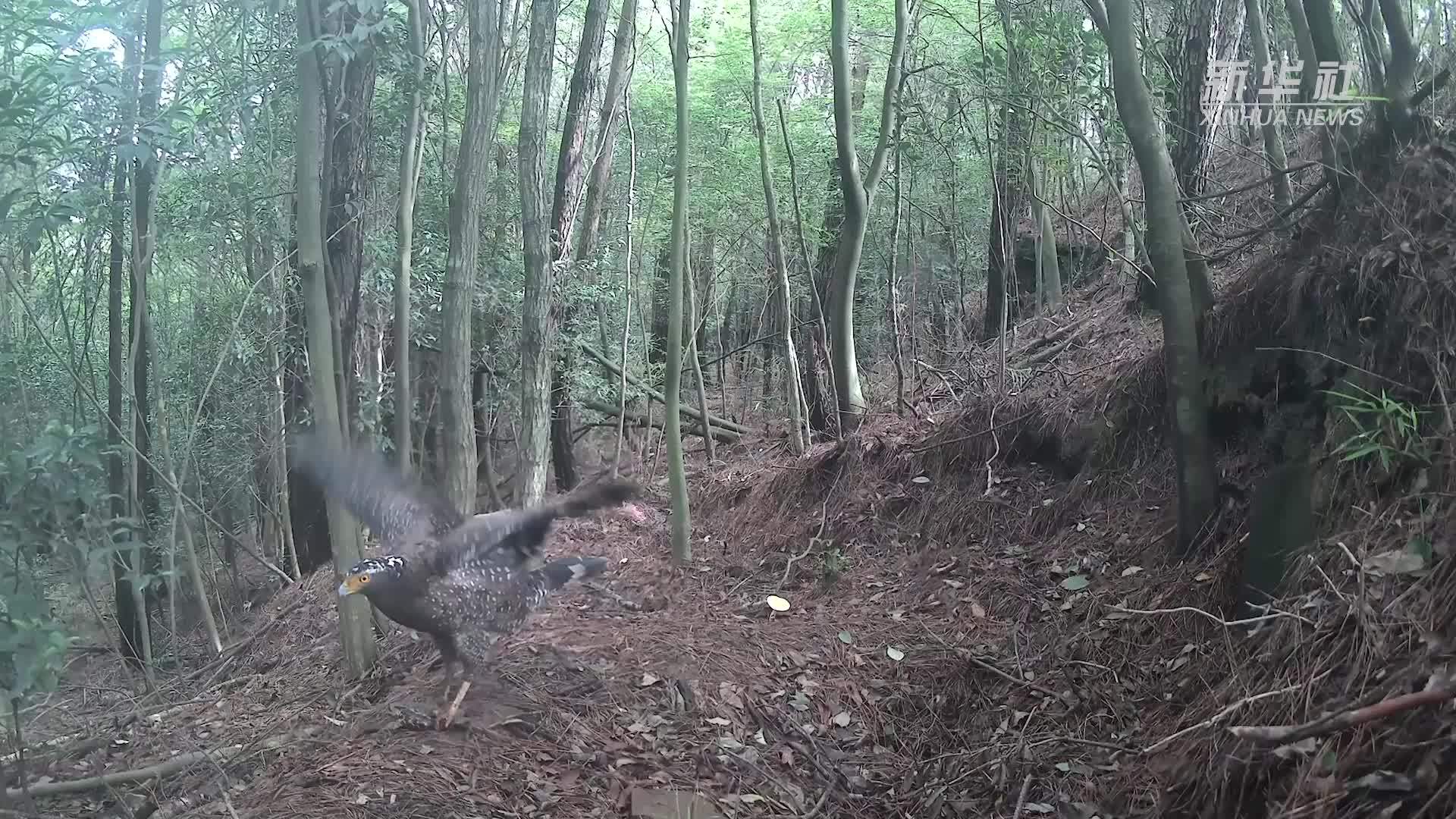 四川九龙山保护区记录到蛇雕活动影像