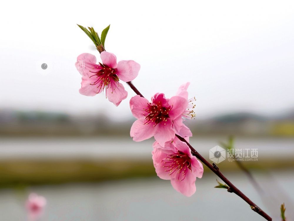 江西分宜：介溪湿地 春色宜人（图）