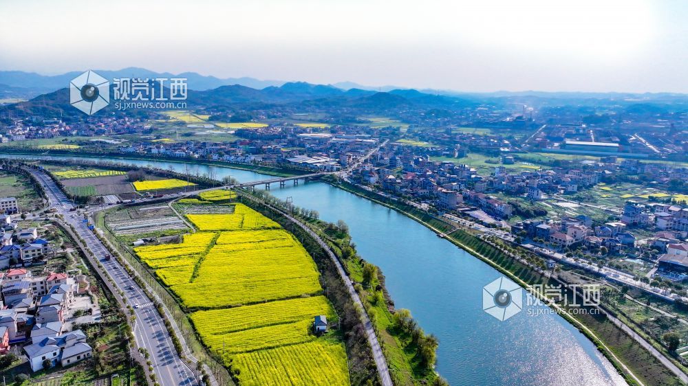 江西萍乡：油菜花开乡村美（图）